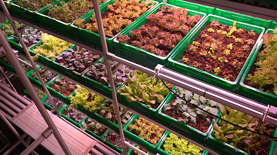 Area2 Farms uses automated technology to grow greens