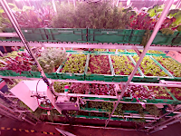 LED lights allow indoor plants to photosynthesize