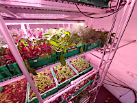 different plants grow on the same rack