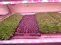 seeds start in the cocoanut husk growing medium
