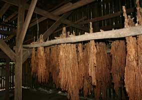 burley tobacco, with leaves still attached to stalk and air-drying in barn