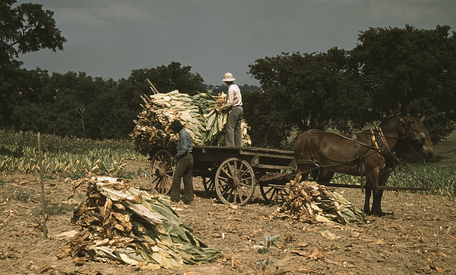 stalks of burley tobacco were placed on sticks to wilt in the field, then air dry in the barn