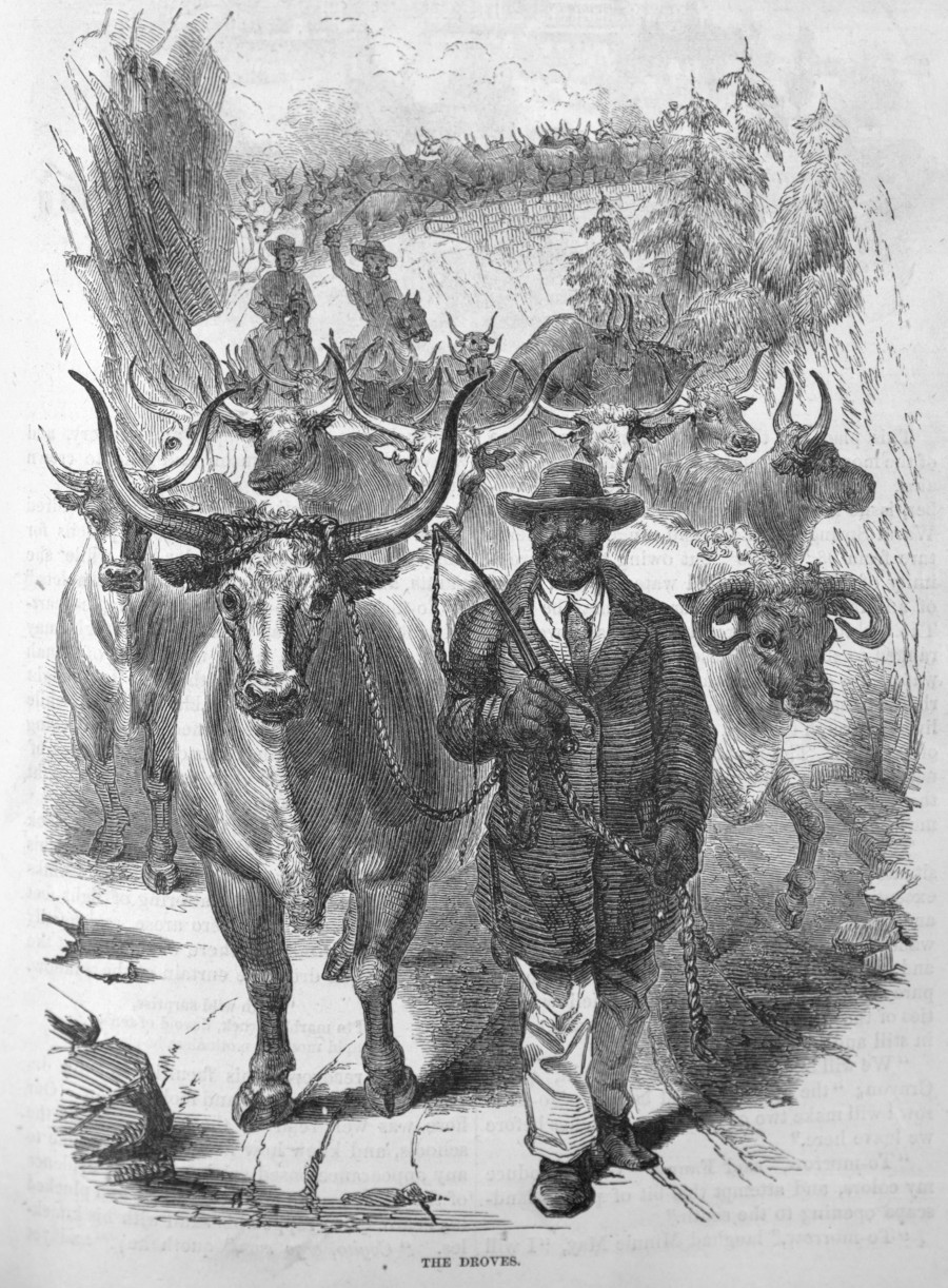 enslaved workers helped drive herds of cattle to market