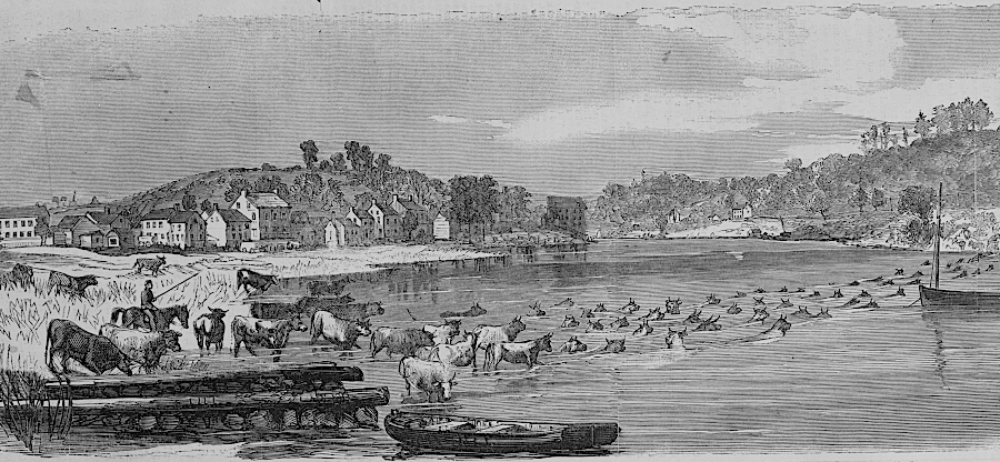 meat rations for Union soldiers in the Civil War were marched behind the armies