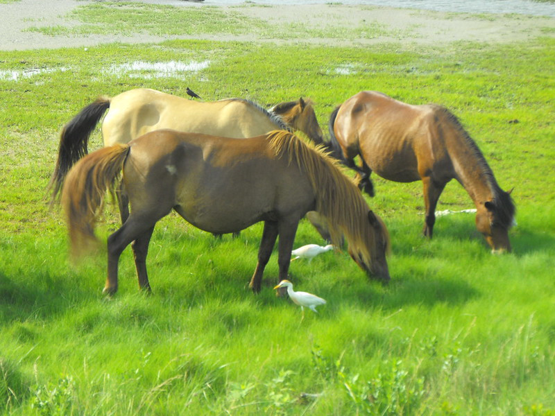 excessive grazing by the non-native horses can damage the dune and wetland habitats