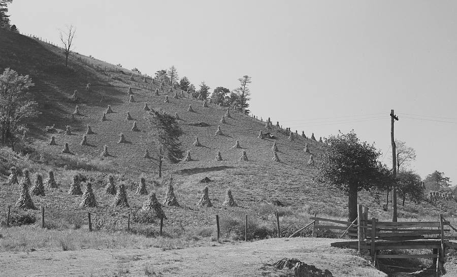 cornshocks in farm fields