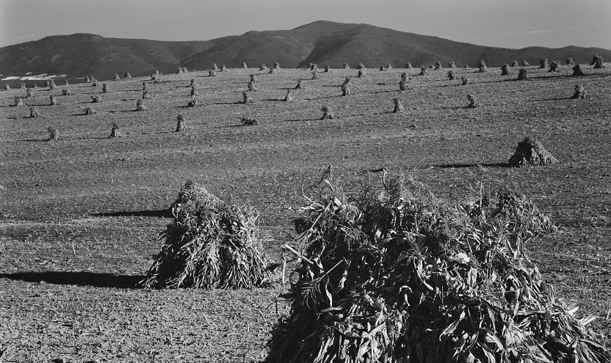 cornshocks in farm fields