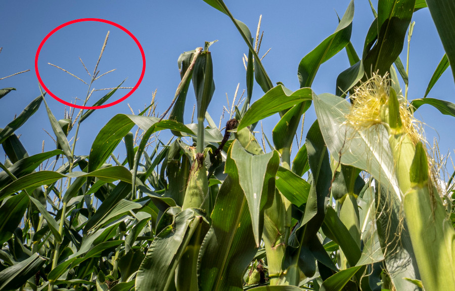 corn pollen is produced in male flowers (red circle) and, after landing on a silk thread, grows a tube down to fertilize the egg