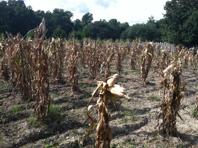 colonial-era exhibit at Williamsburg had wide spacing between rows