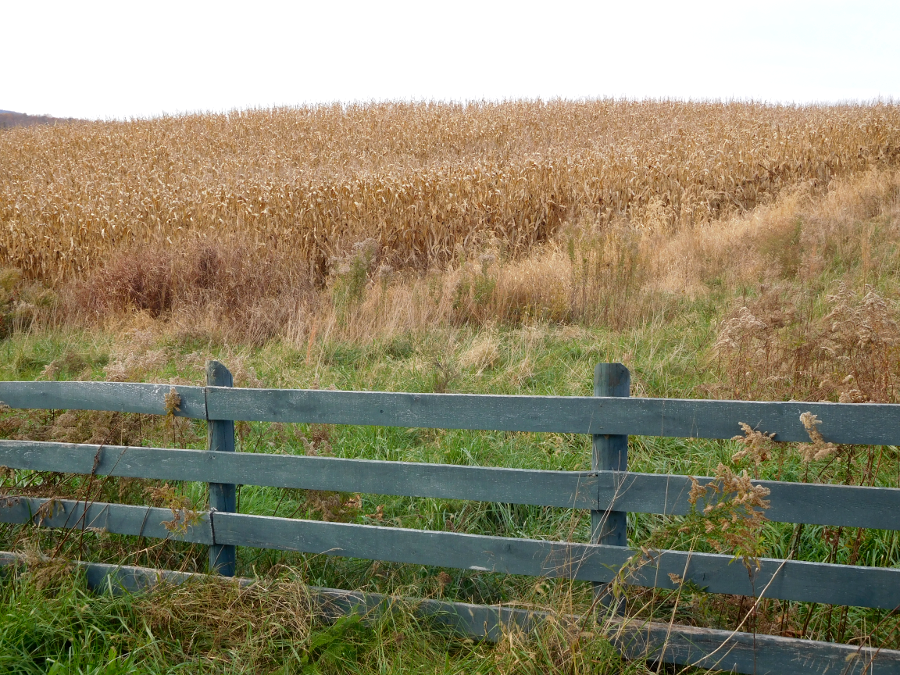 many Piedmont farmers raise corn
