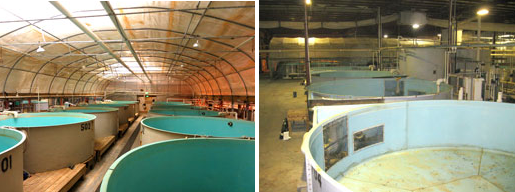 the Virginia Cobia Farms facilities in Saltville were advertised for sale at auction in 2014