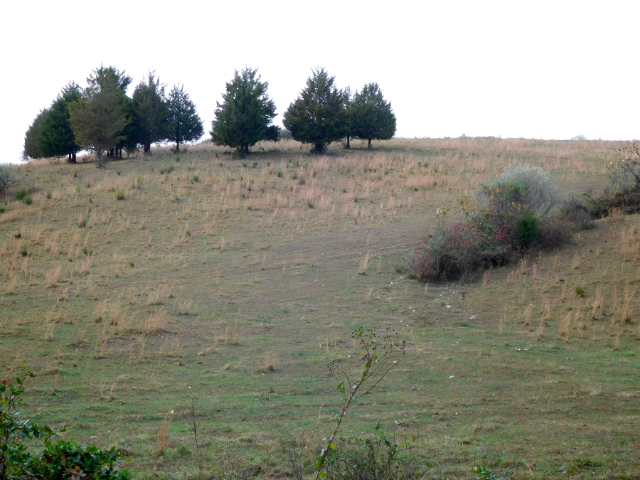 in a heavily-grazed field, even the trees can show evidence of hungry cattle