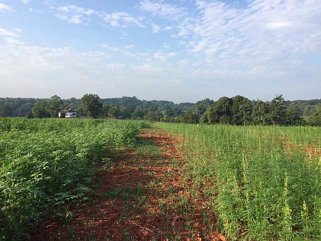 industrial hemp, shown 40 days after planting, can be grown to produce cannabidiol (CBD) or fiber