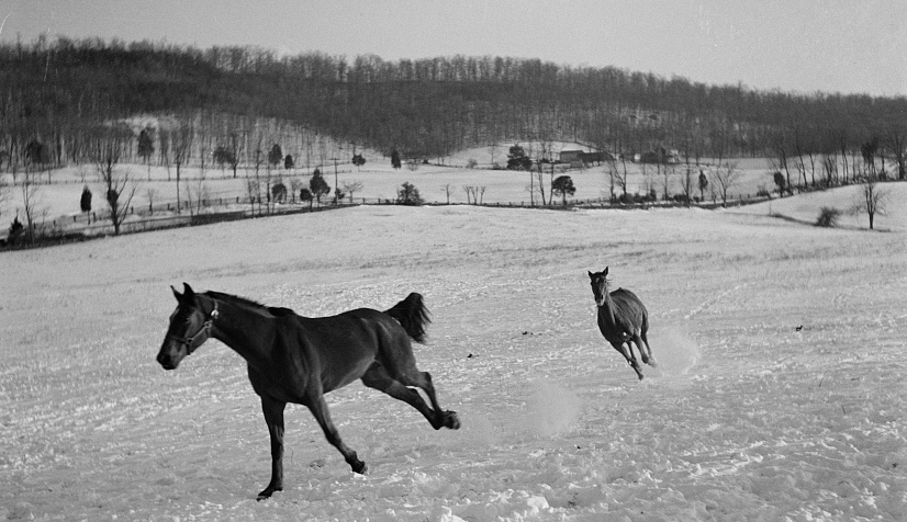 horse country in Virginia has been reduced as suburbs have expanded - but Fauquier County still remains premier territory
