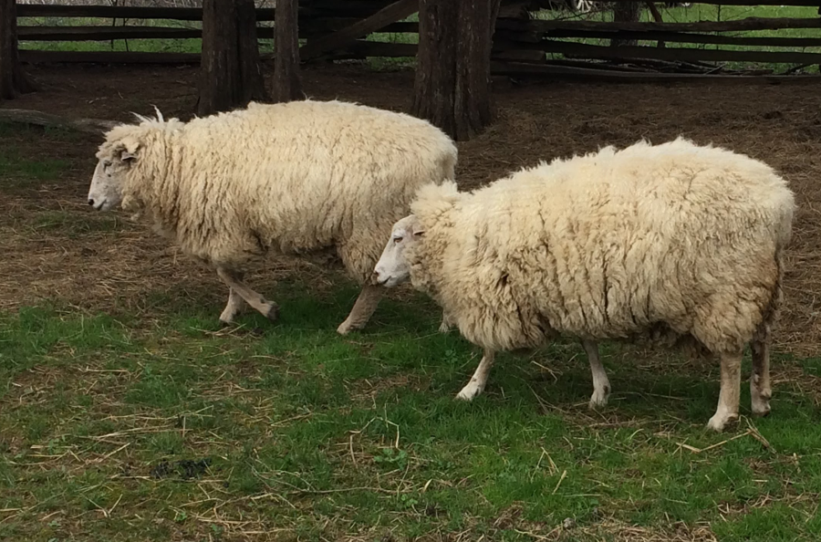 sheep at Wilderness Road State Park, in Lee County