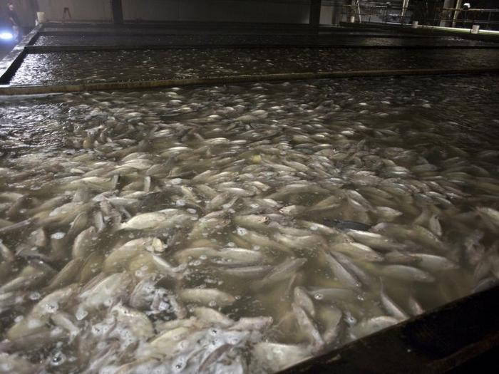 Blue Ridge Aquaculture breeds its own fish and raises tilapia in tanks, for final sale as live fish