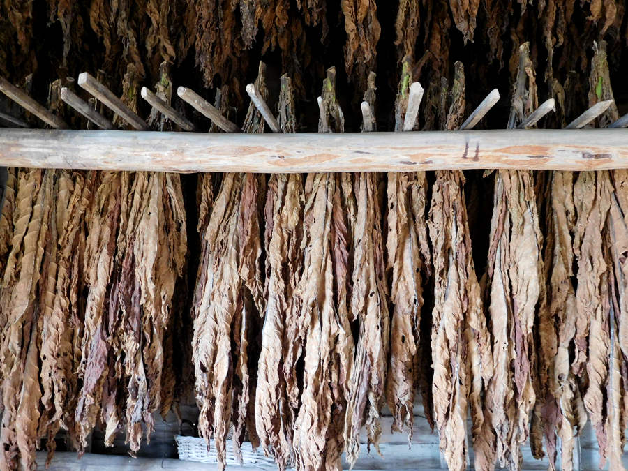 tobacco was air-dried before being packed (prized) into hogsheads for shipping to England