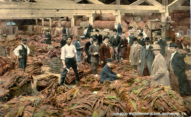flue-cured leaves knotted into hands, piled on tobacco warehouse floor for auction