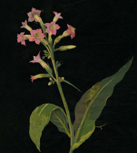 tobacco flowers drained energy from the leaves, but it was labor-intensive to top tobacco plants