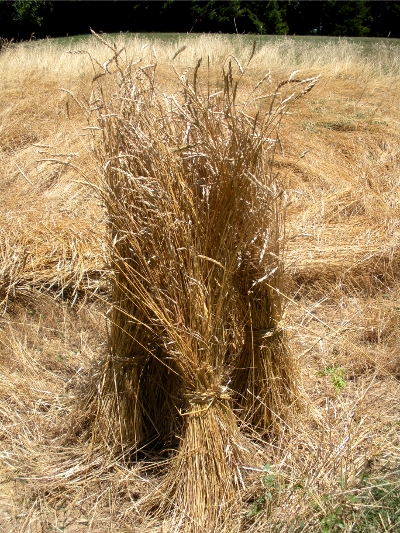 spelt wheat, growing at Frontier Culture Museum in Staunton