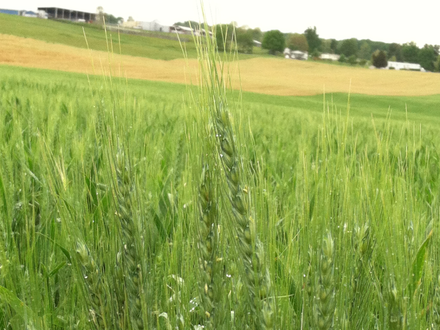 wheat requires far more up-front investment and labor to grow compared to hay