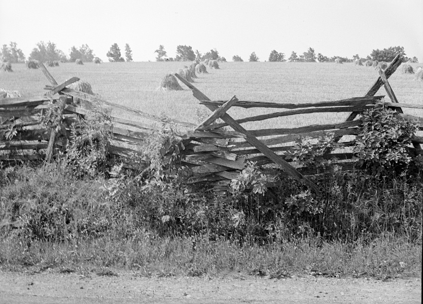 wheat stacked in the field after cutting, before modern combines simplified harvest