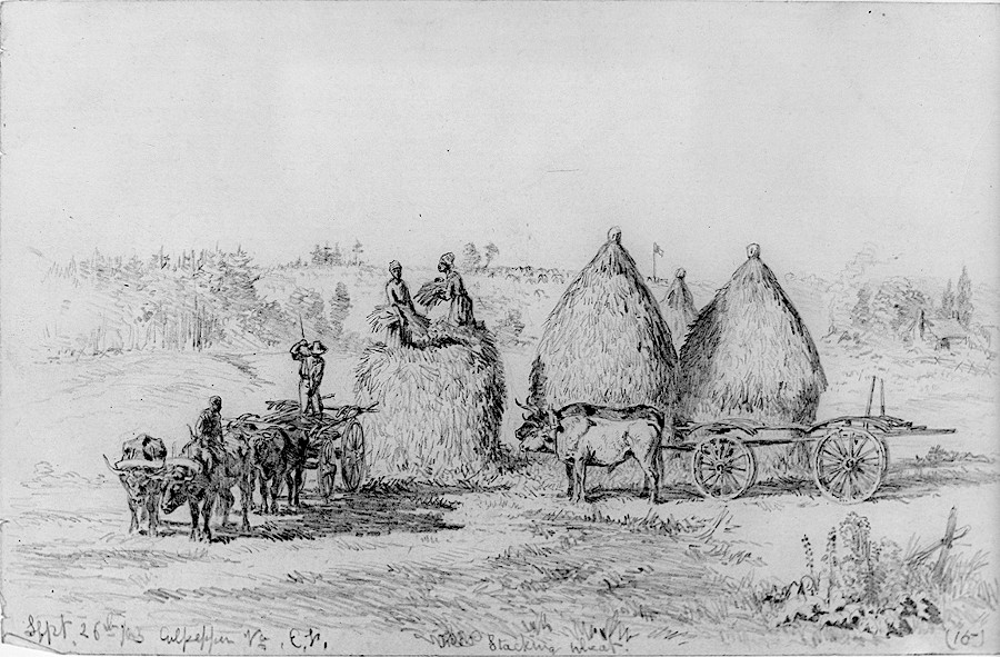 most enslaved people were forced to work in farm fields