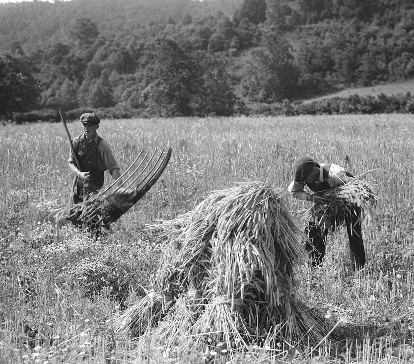 unthreshed wheat was stacked in the field in stocks before being moved into long-term storage