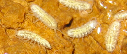 the Lee County isopod is not charismatic megafauna like a grizzly bear, but the first rule of environmental management is to save all the pieces