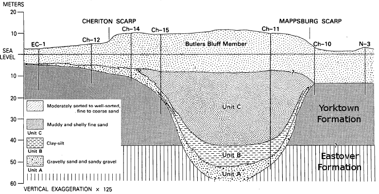 sediments filling Eastville Channel paleovalley