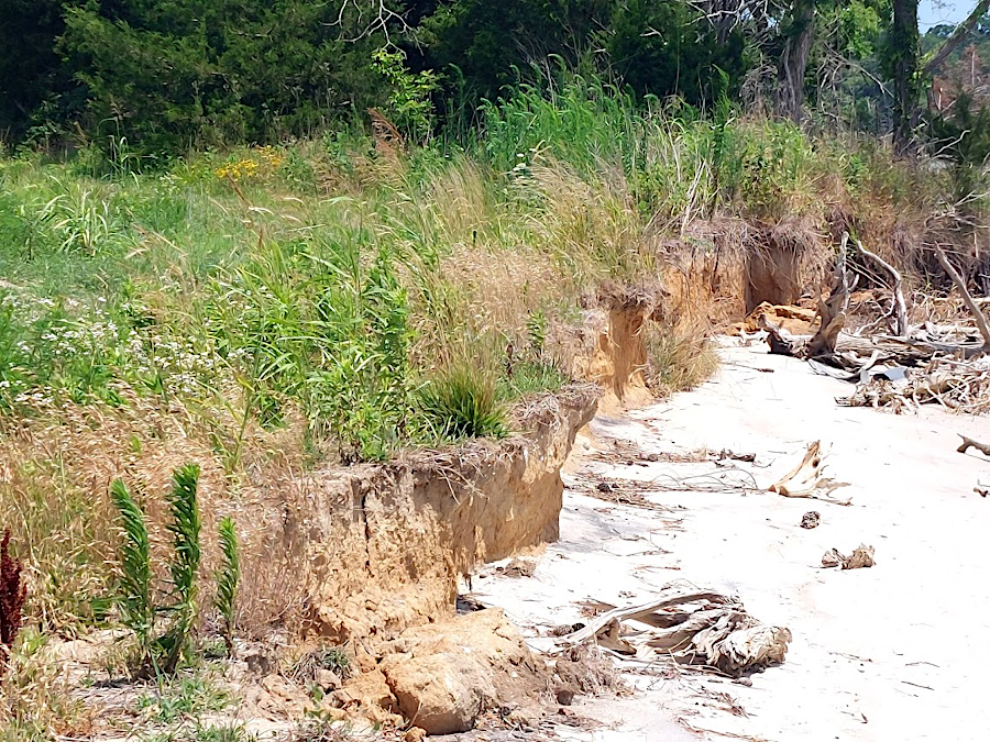 Virginia Department of Transportation (VDOT) funded a living shoreline project at Belle Isle State Park