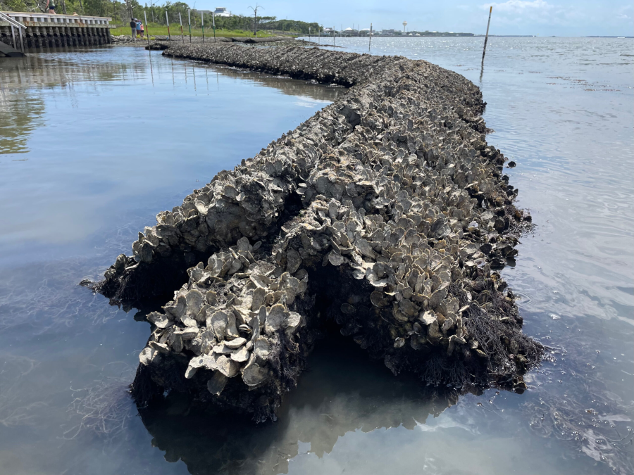 a living shoreline created from QuickReef material quickly attracts oyster spat and develops into an oyster bar