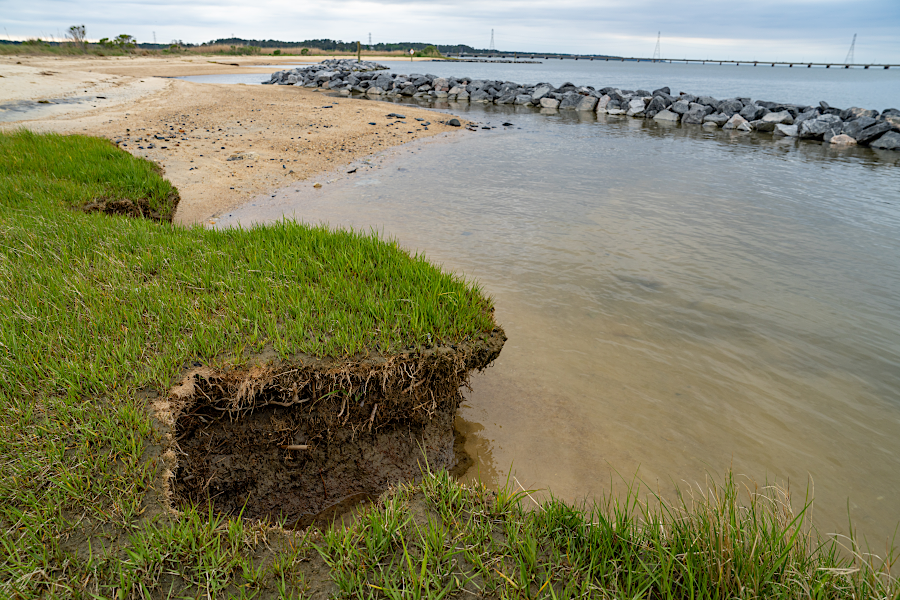 living shorelines are intended to reduce erosion of soft sedimentary shorelines
