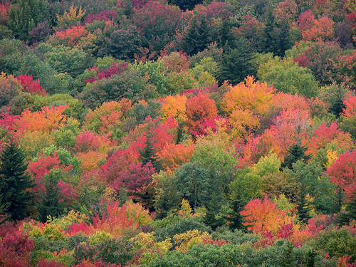 Grayson Highlands State Park