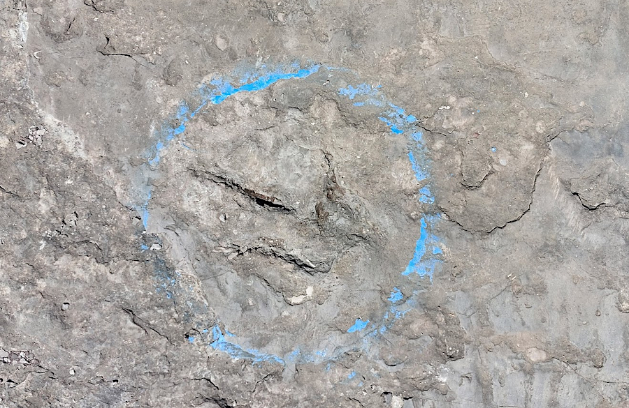 outlined footprints and rubbing the rib impressions of a phytosaur belly at the Culpeper Quarry on Dino Day (May 1, 2026)