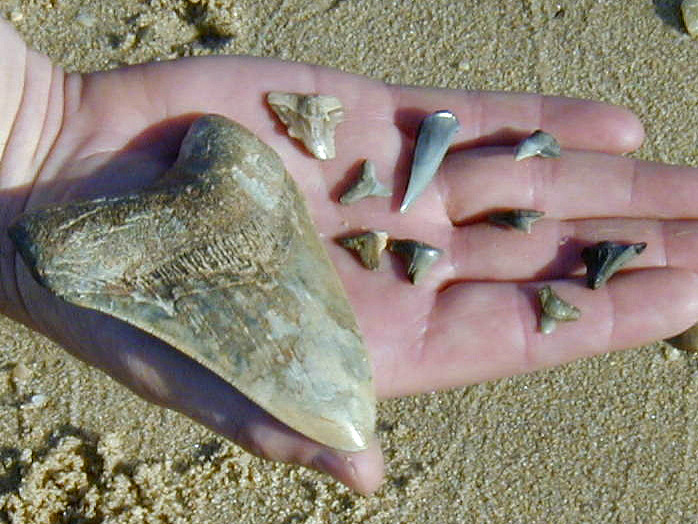 sharks' teeth are the most common fossil found in Virginia, and can include a large Megalodon tooth