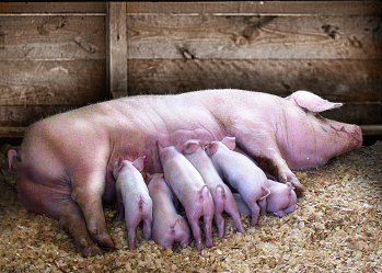 iron tapped from the furnace resembled piglets suckling from a sow