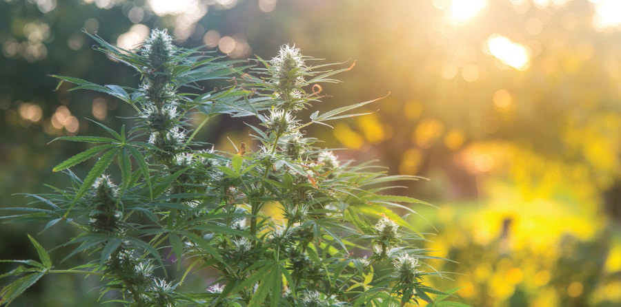 cannabis buds produce the oils, terpenes and other flavoring agents that define the commercially-valuable differences between different strains