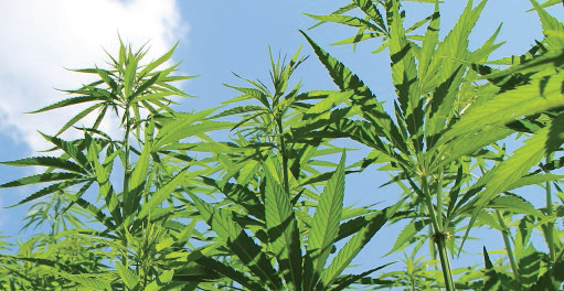plants from outdoor grow operations are affected more by local soil and climate than plants from indoor grow houses