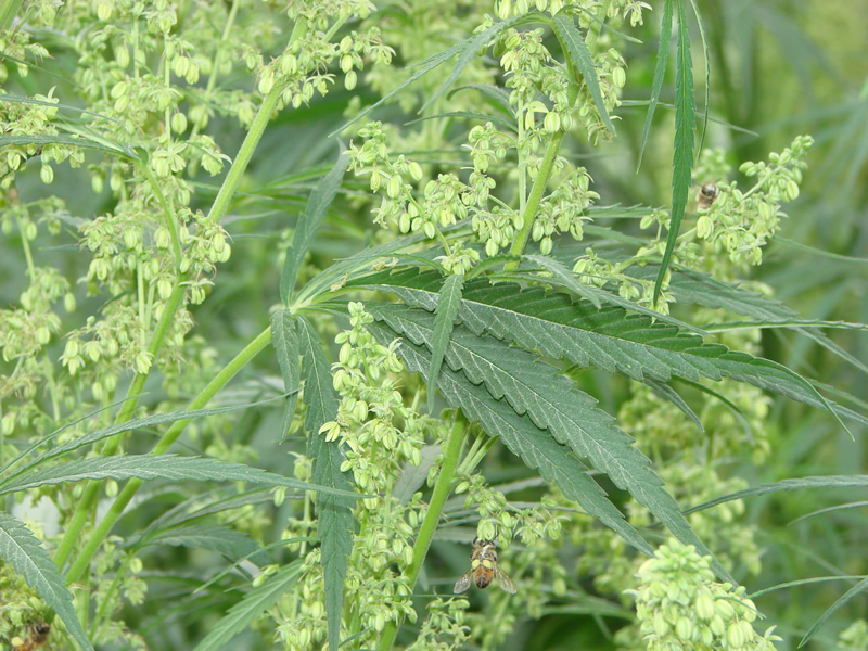 the products from cannabis flowers attract tourists to Colorado