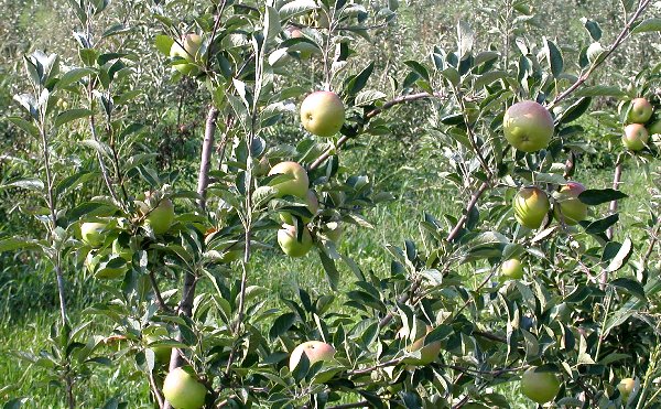 Apple orchard in Frederick County