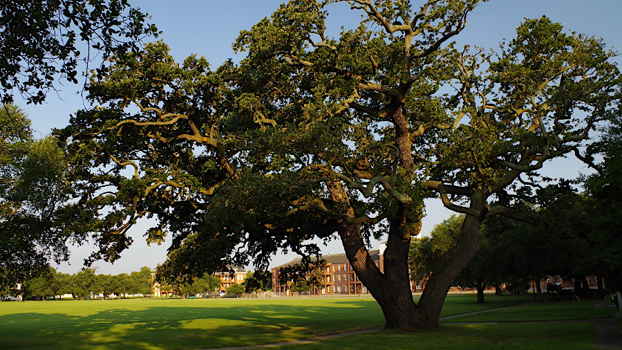 the Algernourne Oak started growing almost a century before the first English colonist reached Point Comfort