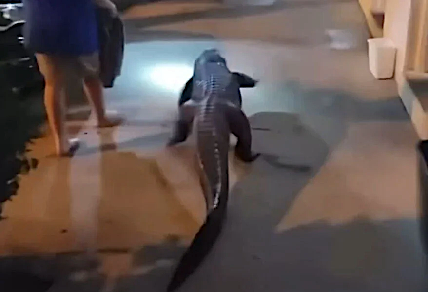 in 2025, a hotel guest spotted an alligator outside his door in Fairfax County