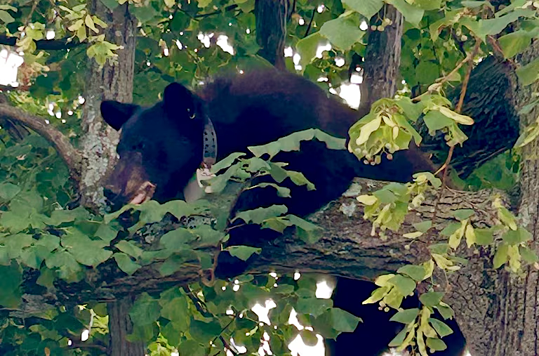when he arrived in Herndon, Elden wore a GPS collar installed when relocated by Maryland wildlife officials