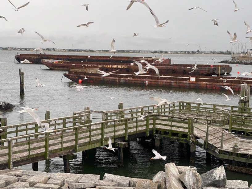 barges expanded the acreage of bird habitat at Fort Wool