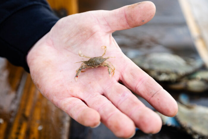 failure to recruit juvenile crabs so they matured into spawning adults led to a 50% population decline between 2010-2025