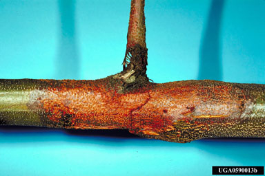 chestnut canker