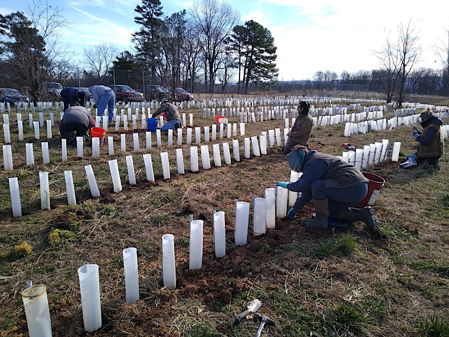 The American Chestnut Foundation (TACF) relies upon volunteers to plant chestnuts at its nursery on Blandy Experimental Farm, the State Arboretum of Virginia