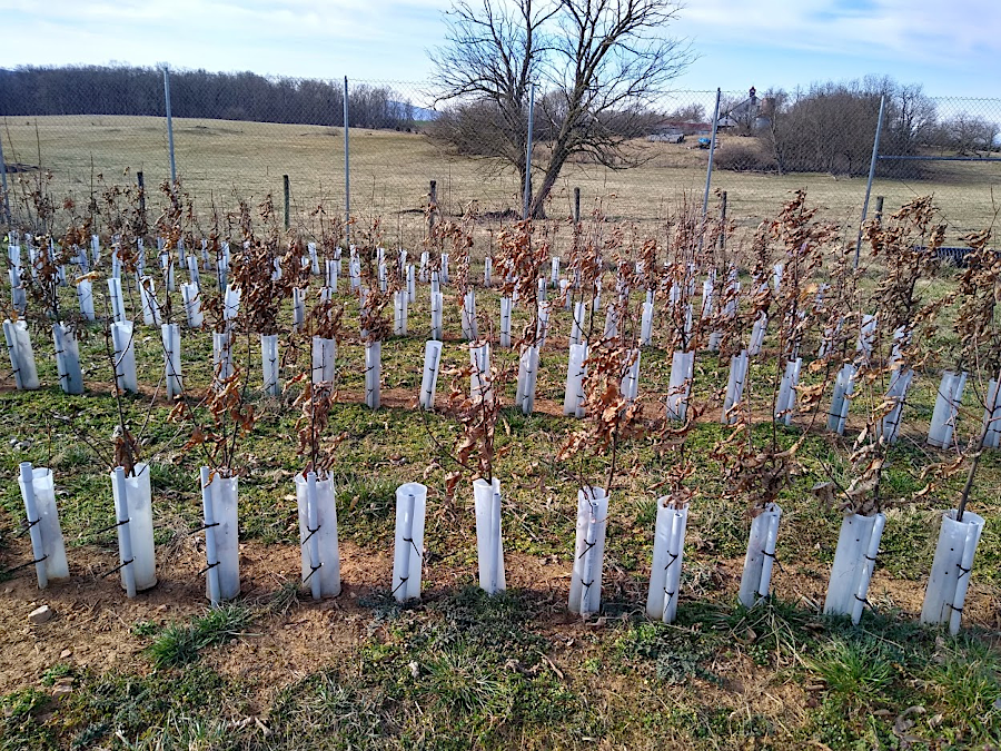 tubes protect chestnut seedlings grown in nursery plots from mice, voles, and deer, but the fungus kills nearly every one of them