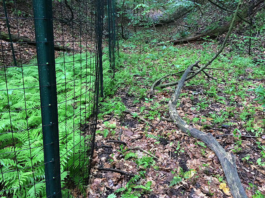 fenced exclosures protecting natural regeneration show the impact of excessive grazing by deer